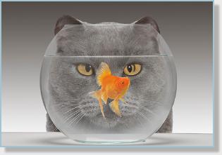 CatFish