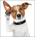 DogListening