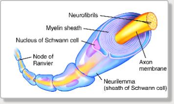 MyelinSheath